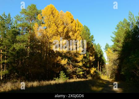Les grands mélèzes aux aiguilles jaunes luxuriantes au milieu des pins verts sont illuminés par le soleil du soir dans la forêt d'automne Banque D'Images