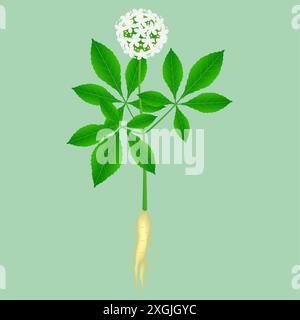 Plante médicinale à fleurs ginseng (Panax ginseng) avec racines. Illustration de Vecteur