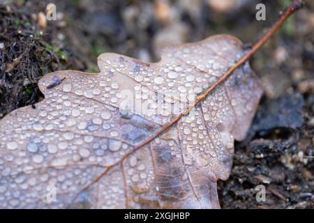 Gros plan d'une feuille d'automne saupoudrée de gouttes de rosée. La texture et les motifs complexes de la feuille, avec la rosée du matin ajoutant une touche de Freshnes Banque D'Images