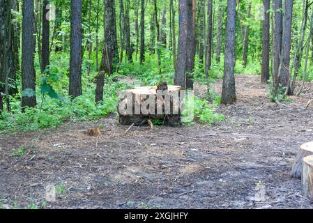 Souche d'un grand arbre abattu dans une clairière. Promenez-vous dans le parc. Banque D'Images