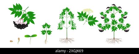 Cycle de croissance d'une plante de sureau noir sur un fond blanc. Illustration de Vecteur