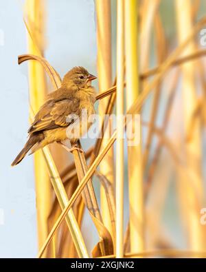 Un juvénile de Finch reposant sur une plante d'ensemencement Banque D'Images
