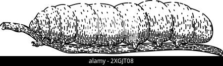 vecteur dessiné à la main par l'esquisse de chenille papillon Illustration de Vecteur