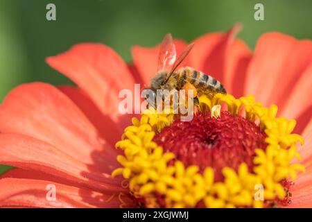 Abeille (Apis) recueille le nectar et le pollen sur l'orange Zinnia dans le jardin d'été Banque D'Images