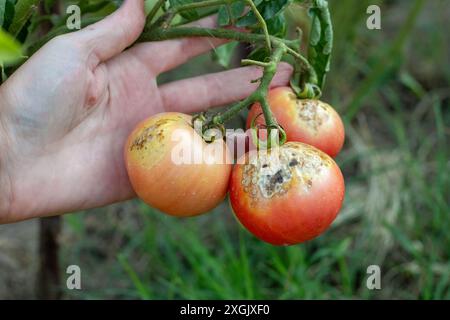 l'agriculteur inspecte les tomates gâtées avec des taches affectées par le mildiou. Cultiver des légumes, prévenir les maladies. Banque D'Images