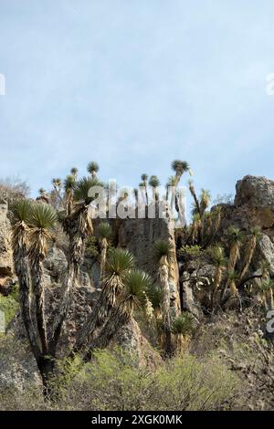 Magnifique paysage désertique avec des arbres Joshua imposants et des formations rocheuses accidentées sous un ciel bleu clair. Parfait pour les amateurs de nature, désert SC Banque D'Images