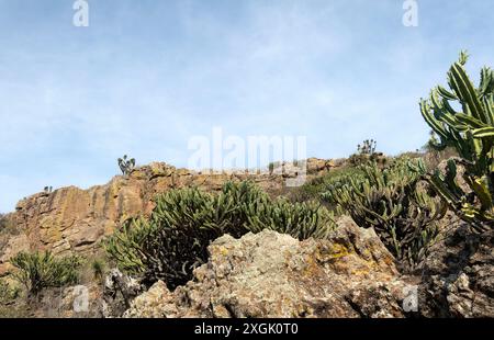 Photo détaillée de cactus garambullo sur une falaise rocheuse sous un ciel clair. Les plantes de cactus se distinguent du paysage accidenté, illustrant l'uniq Banque D'Images