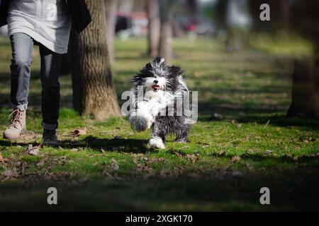 Femme courant avec Un chien dans un parc ensoleillé Banque D'Images