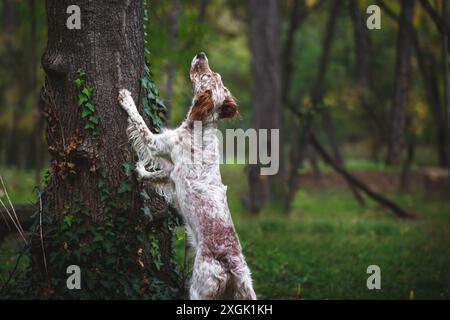 Jeune chien Setter anglais femelle dehors. Le chien posa ses pattes sur l'arbre et leva les yeux vers un arbre. Chien de chasse. Mise au point sélective Banque D'Images