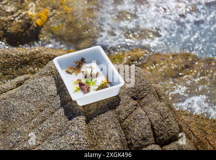 Un plateau blanc avec quelques échantillons d'algues pour une leçon. Il est sur quelques rochers sur le bord de mer. Mer Méditerranée. Bokeh, zones floues. Banque D'Images