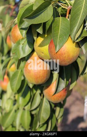 Image en gros plan de poires mûres suspendues à une branche, entourées de feuilles vertes dans un verger lumineux. Les poires sont un mélange de jaune et d'orange, avec du som Banque D'Images