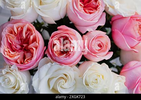 Fleurs naturelles de roses roses et blanches fraîches, vue de dessus. Gros plan. Banque D'Images