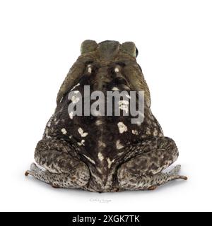 Grande marina de Rhinella ou crapaud de canne, assis en arrière montrant la peau et le motif. Pas de face. Isolé sur fond blanc. Banque D'Images