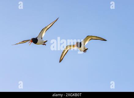 Oystercatcher 'Haematopus ostralegus' en vol, isolé contre le ciel bleu. Deux oiseaux volants avec des ailes déployées. Wicklow, Irlande Banque D'Images