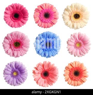 Beaucoup de belles fleurs de gerbera isolées sur blanc, serties Banque D'Images