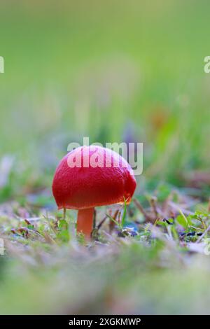 Scarlet Waxcap [ Hygrocybe coccinea ] sur pelouse, Royaume-Uni Banque D'Images