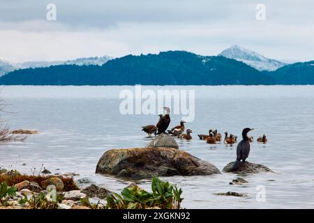 Vue panoramique sur une côte rocheuse avec des canards, des arbres et des buissons sur fond de montagnes lointaines sous un ciel bleu Banque D'Images