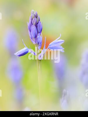 Bluebell émergente [ Hyacinthoides non-scripta ] dans l'herbe sauvage Banque D'Images