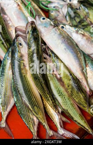 Pêchez au Sir Selwyn Selwyn - Clarke Market, Victoria, Mahé, République des Seychelles, Océan Indien. Banque D'Images