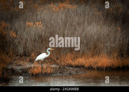 Entourée de grands roseaux, la Grande aigrette attend patiemment au bord de l'eau chaude. Banque D'Images