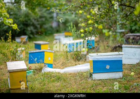 Ruches dans le jardin d'une maison de campagne Banque D'Images