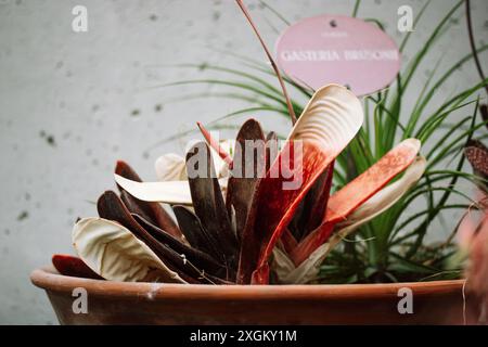 Succulente gasteria en pot. Feuilles vertes, jaunes, rouges et une assiette avec le nom d'une plante. Plantes de dessert dans jardin tropical, serre, hothouse. Banque D'Images