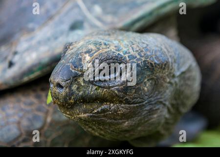 Tortue géante des Seychelles d'Aldabra (Aldabrachelys gigantea), Anse Takamaka, Mahé, République des Seychelles, Océan Indien. Banque D'Images