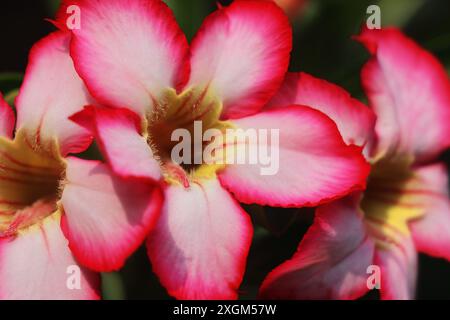 belle couleur rose adenium obesum ou fleur de rose du désert en pleine floraison dans le jardin en saison estivale, bengale occidental en inde Banque D'Images