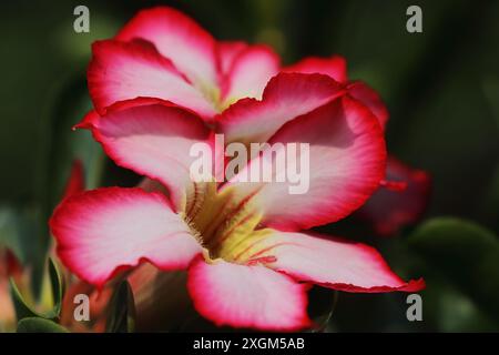 belle couleur rose adenium obesum ou fleur de rose du désert en pleine floraison dans le jardin en saison estivale, bengale occidental en inde Banque D'Images