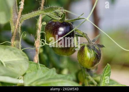 Tomate 'Blackball', tomate (Solanum lycopersicum) Banque D'Images