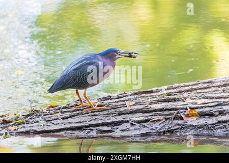 Héron vert (Butorides virescens) assis sur un arbre tombé avec des proies sur le fleuve Potomac. Maryland. ÉTATS-UNIS Banque D'Images