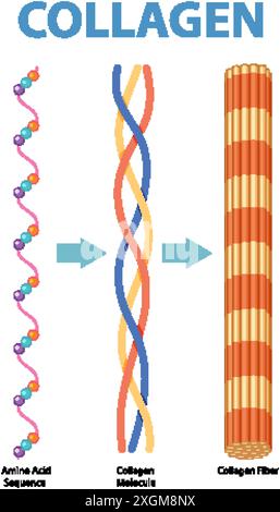 Illustration de la séquence, de la molécule et de la fibre de collagène Illustration de Vecteur