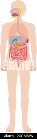 Vecteur détaillé des organes digestifs humains Illustration de Vecteur