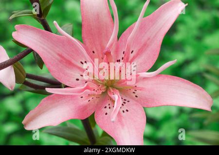 Lis asiatique 'Elodie', Lilium Banque D'Images