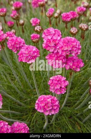 Armeria maritima, Rose de mer, Thrift Banque D'Images