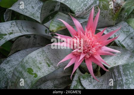 Gros plan sur la fleur rose vif et les feuilles vert argenté d'aechmea fasciata aka vase argenté ou usine d'urne Banque D'Images