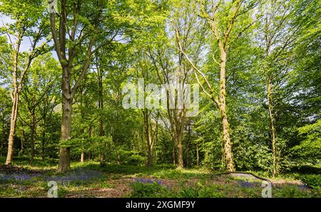 Printemps dans la forêt. Le sol du bois est recouvert d'un tapis de Bluebells. Banque D'Images