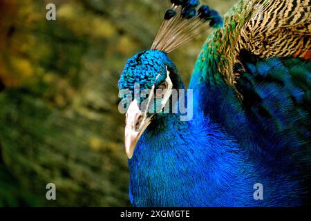 Oiseaux colorés dans le parc des oiseaux, Sunway Lagoon, un parc d'attractions situé à Sunway City, Subang Jaya, Selangor, Malaisie Banque D'Images