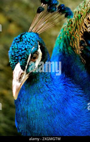 Oiseaux colorés dans le parc des oiseaux, Sunway Lagoon, un parc d'attractions situé à Sunway City, Subang Jaya, Selangor, Malaisie Banque D'Images