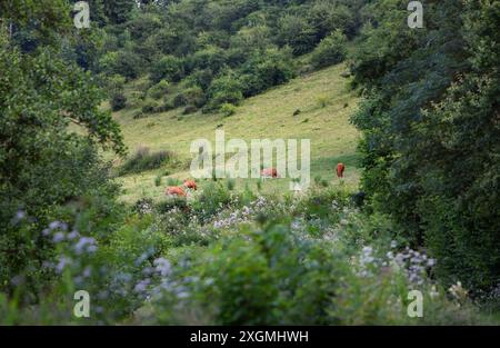 troupeau de vaches brunes pèle près de la forêt dans la région des ardennes françaises sur la colline avec forêt en été Banque D'Images