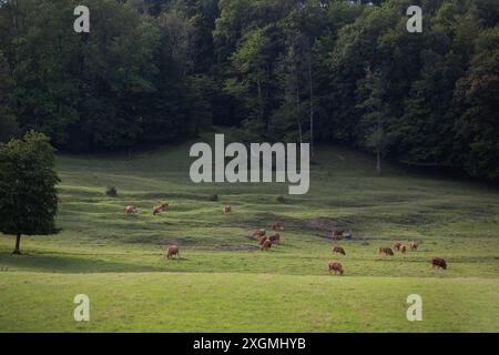 troupeau de vaches brunes pèle près de la forêt dans la région des ardennes françaises sur la colline avec forêt en été Banque D'Images