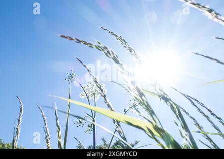 Soleil d'été, regardant vers le ciel bleu à travers l'herbe sauvage Banque D'Images