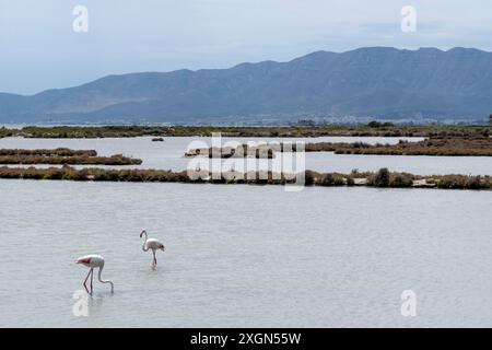 Flamants roses dans le paysage dans la région du delta de l'Èbre dans la province de Tarragone en Catalogne Espagne Banque D'Images