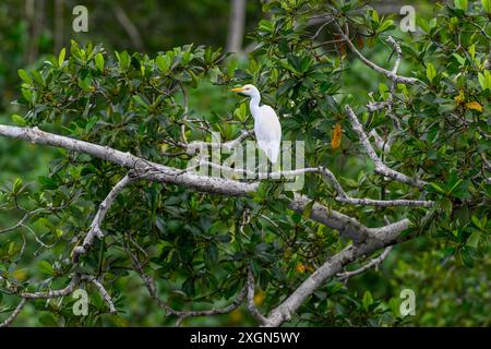 Aigrette bovine (Bubulcus ibis), Parc National de Loango, Parc National de Loango, Province d'Ogooue-maritime, Gabon Banque D'Images