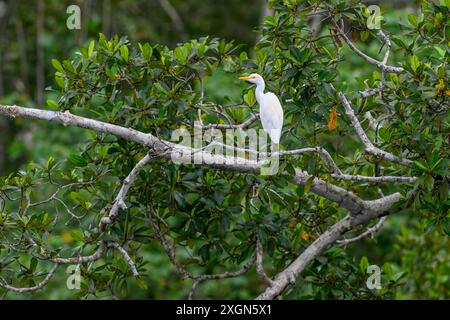 Aigrette bovine (Bubulcus ibis), Parc National de Loango, Parc National de Loango, Province d'Ogooue-maritime, Gabon Banque D'Images