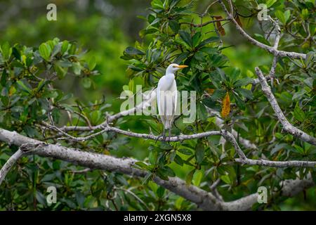 Aigrette bovine (Bubulcus ibis), Parc National de Loango, Parc National de Loango, Province d'Ogooue-maritime, Gabon Banque D'Images