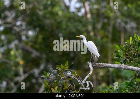 Aigrette bovine (Bubulcus ibis), Parc National de Loango, Parc National de Loango, Province d'Ogooue-maritime, Gabon Banque D'Images