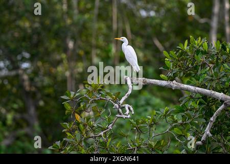 Aigrette bovine (Bubulcus ibis), Parc National de Loango, Parc National de Loango, Province d'Ogooue-maritime, Gabon Banque D'Images