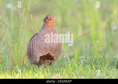 Perdrix grise (Perdix perdix), coq regardant attentivement, faune, Sankt Andrae am Zicksee, Seewinkel, Burgenland du Nord, lac Banque D'Images