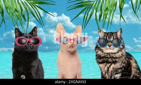 Compagnons. Trois adorables chats en lunettes de soleil reposant sur une plage topique au bord de l'océan sous un ciel bleu clair. Collage d'art contemporain. Banque D'Images